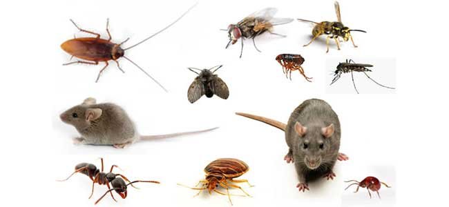 Dịch vụ diệt côn trùng tại Đà Nẵng