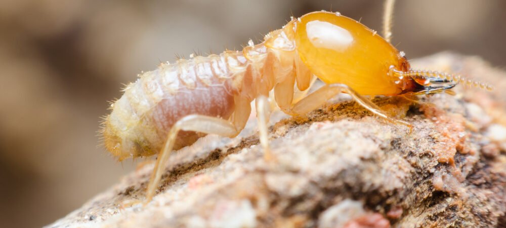 Diệt mối tại Sơn Trà