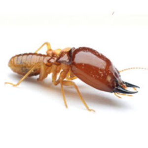 thuốc diệt mối