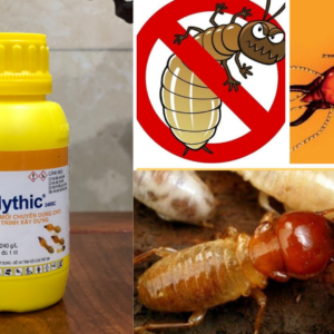 Thuốc diệt mối Mythic 240SC - Hình ảnh 3