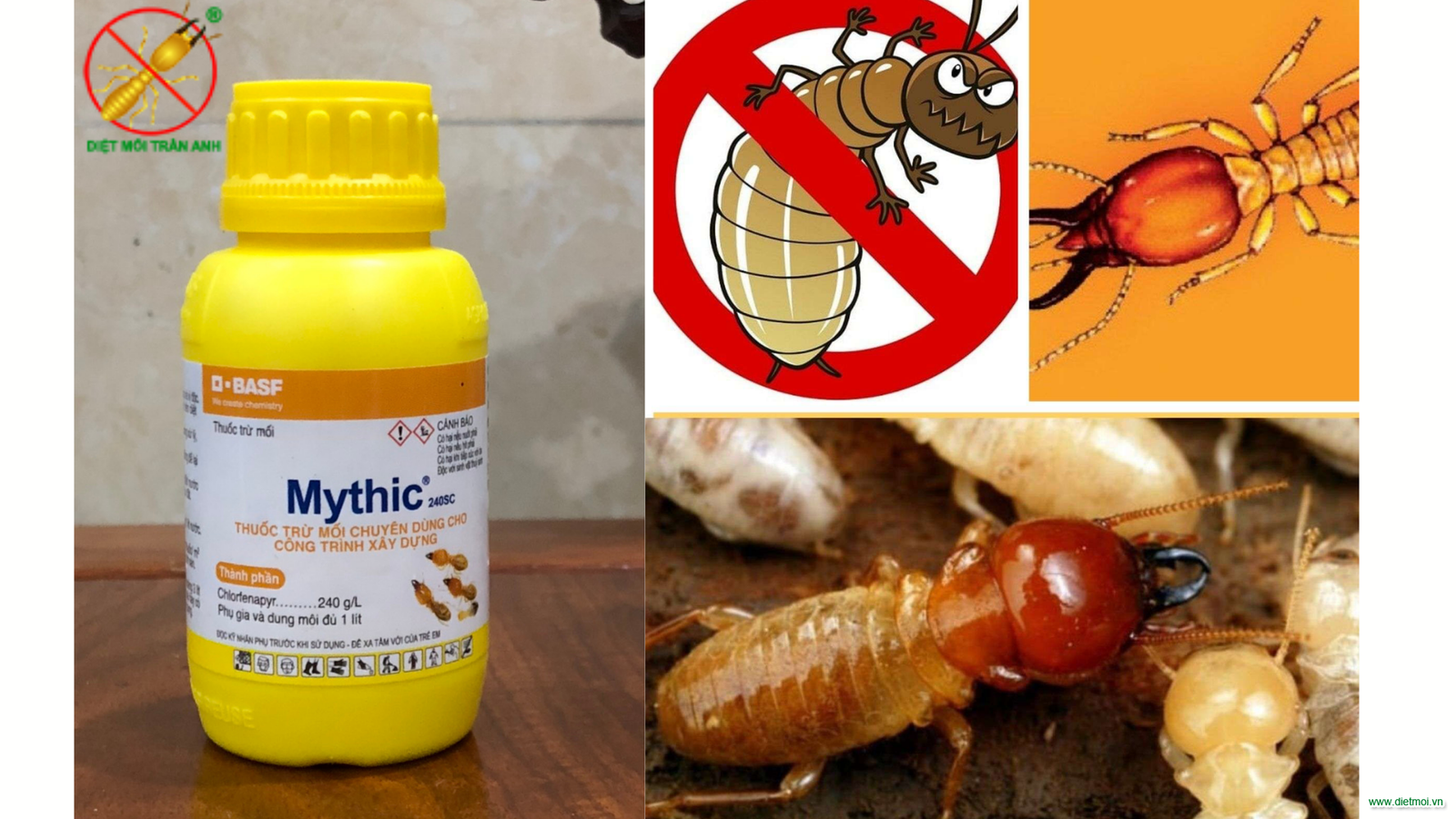 Thuốc diệt mối Mythic 240SC - Ảnh 3