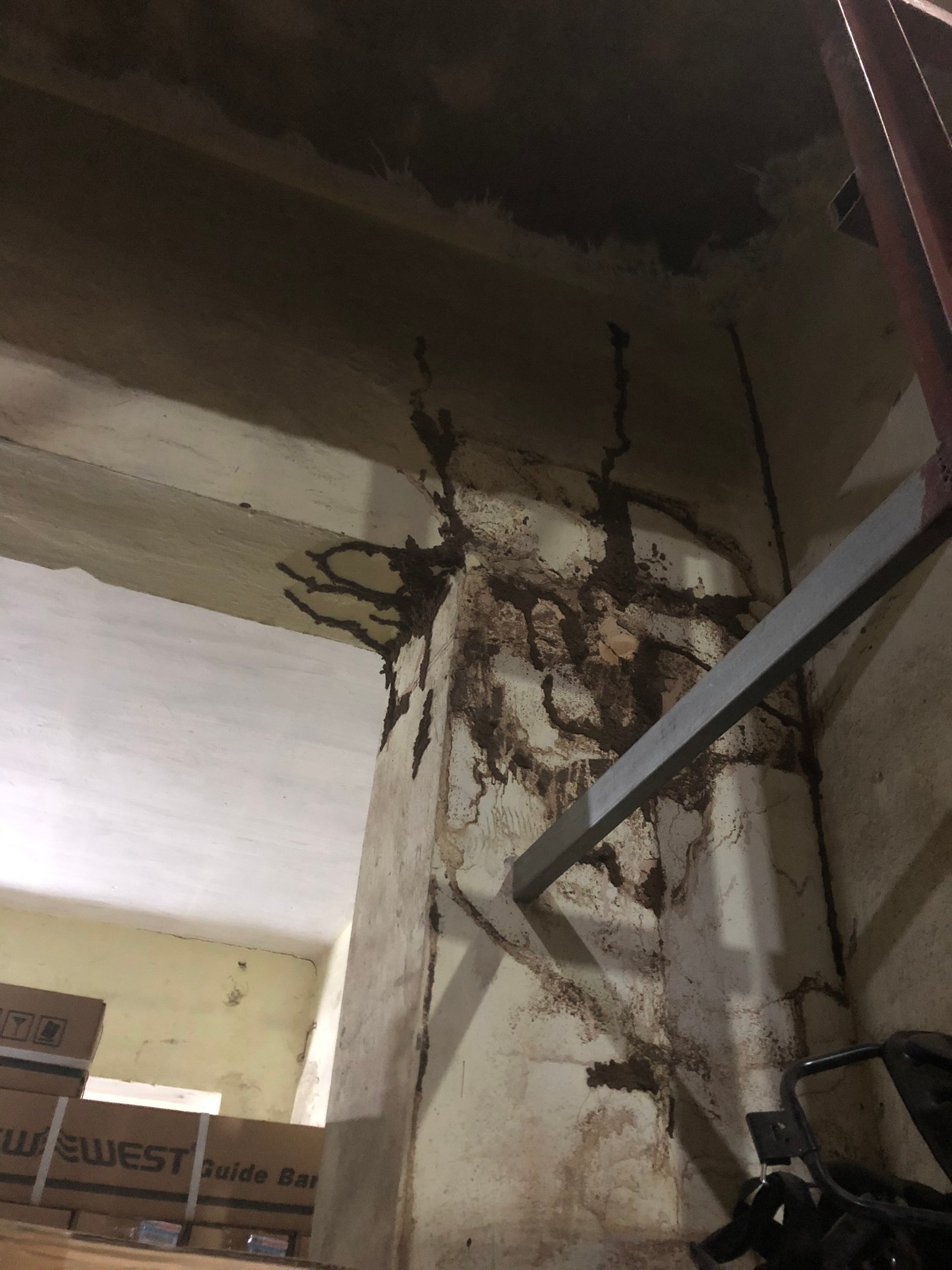 Diệt mối trên tường nhà